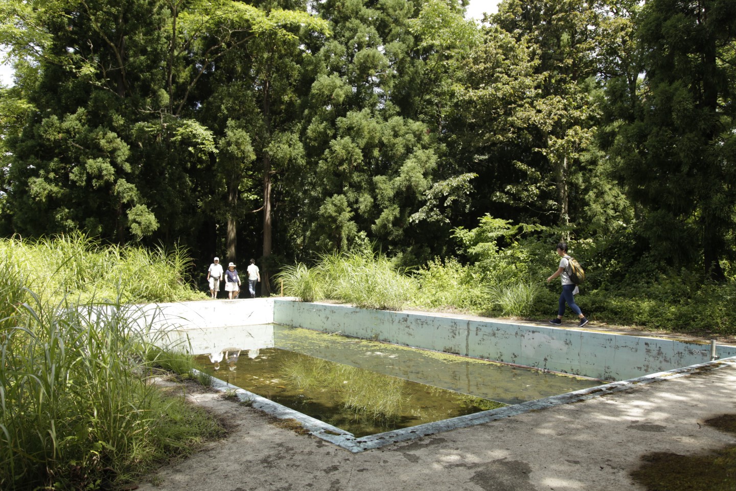 Friendship Is A Sheltering Tree 友情は雨宿りの樹 作品 大地の芸術祭