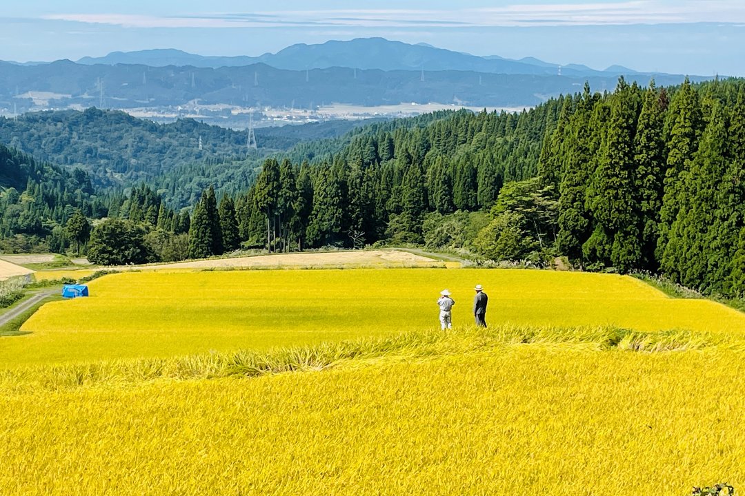 Egami Keita - Artists｜Echigo-Tsumari Art Field